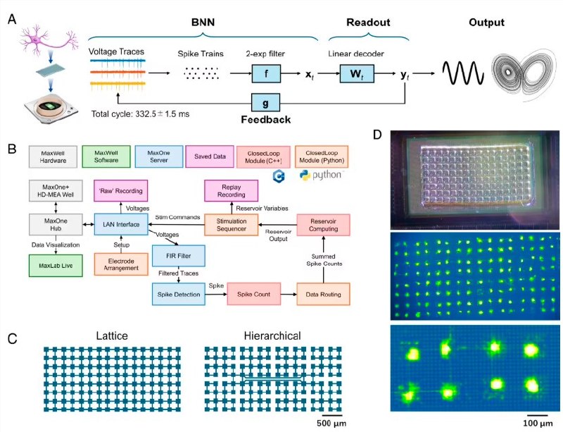 日本科学家成功训练大鼠神经元，实现实时 AI 计算任务据科技媒体 Tom's Hardware 报道，日本东北大学与未来大学的研究团队近日成功训练大鼠的皮层神经元，利用一种实时机器学习框架，能够自主生成复杂的时序信号