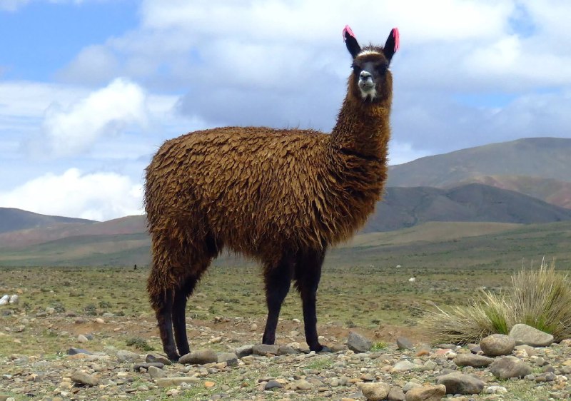 Meta的人工智能系统Llama获准供美国政府机构使用Meta平台公司开发的人工智能系统Llama已获美国政府批准，可供各联邦机构使用